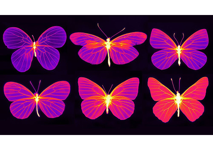 foto La termografía permite a los investigadores ver el interior de las alas de las mariposas
